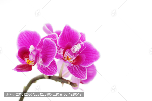 粉紅色的蘭花