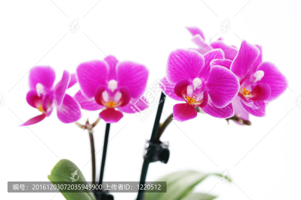 粉紅色的蘭花