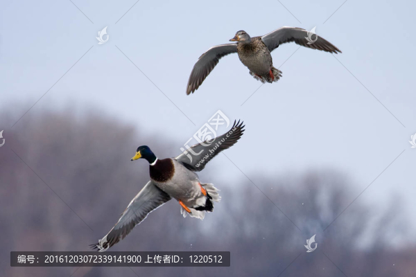 野鴨飛行