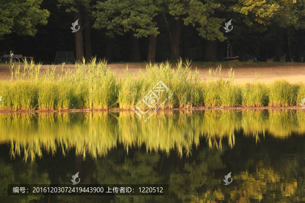 蘆葦