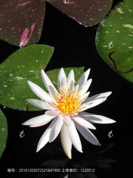 水百合