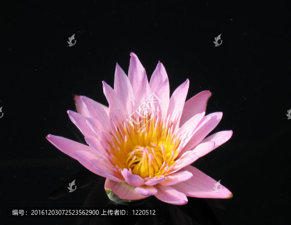 水百合