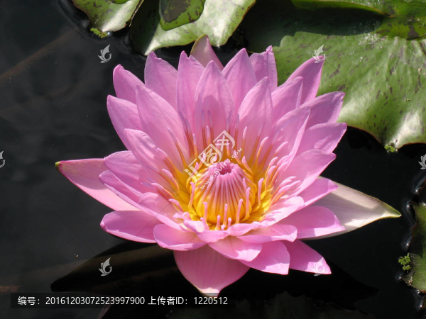 水百合