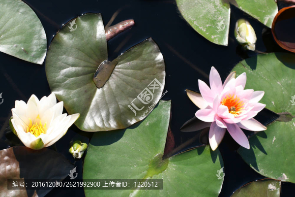 水百合