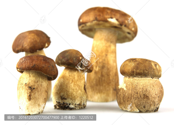 蘑菇