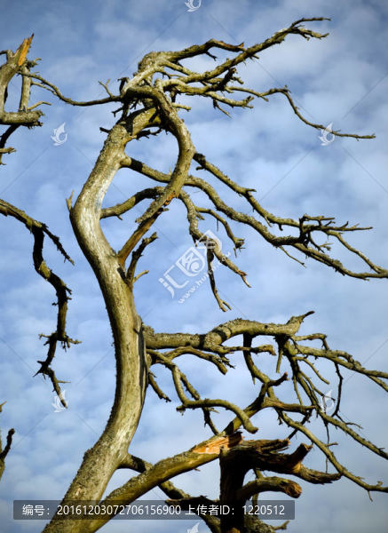 死樹