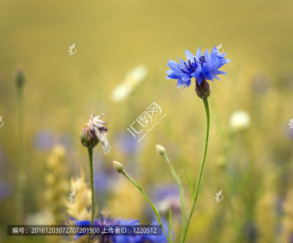玉米的花