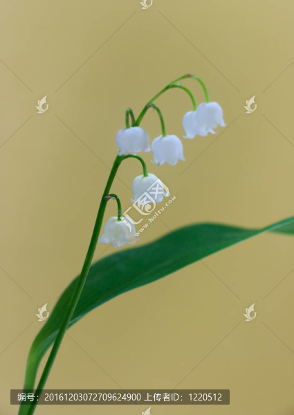 山谷的莉莉