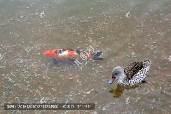 裝飾鯉魚或錦鯉和鴨子