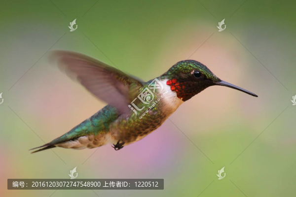 紅寶石喉蜂鳥在飛行