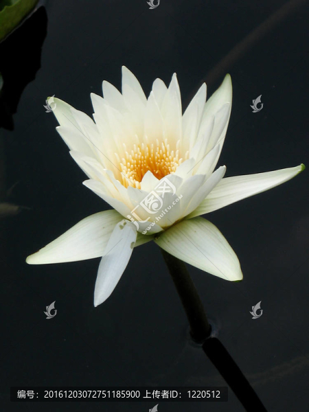 水百合