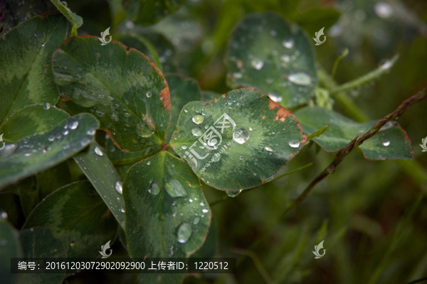 樹葉上的雨滴