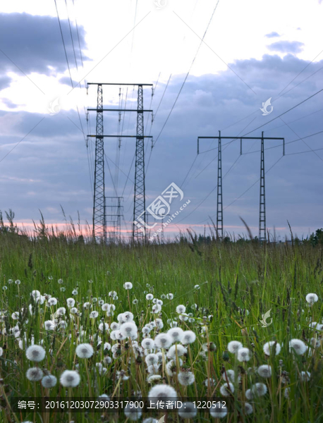 蒲公英和電塔