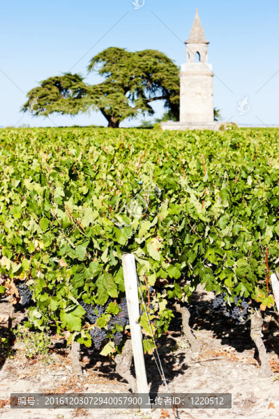 Chateau,de拉圖爾；通過(guò)；波爾多地區(qū)；法國(guó)