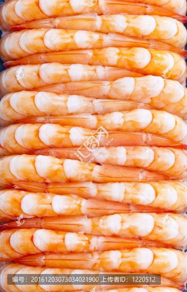 生蝦的生活