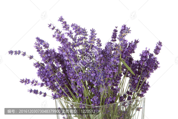 采摘薰衣草花束