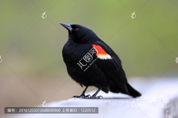 紅翅膀的鳥
