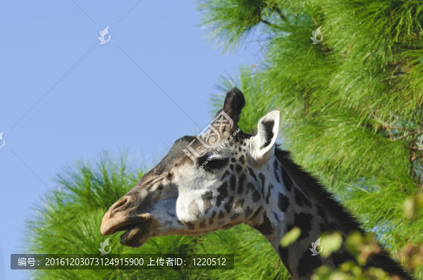 長頸鹿