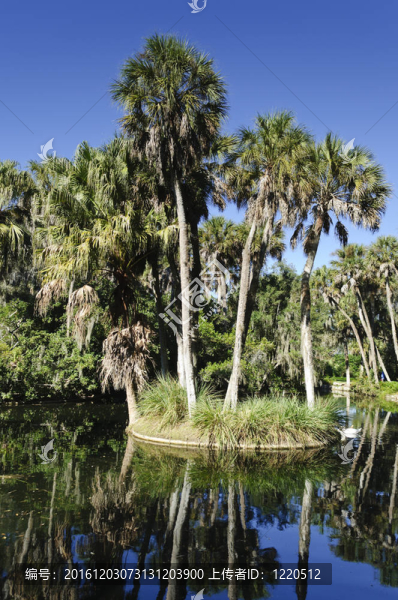 Homosassa,Springs