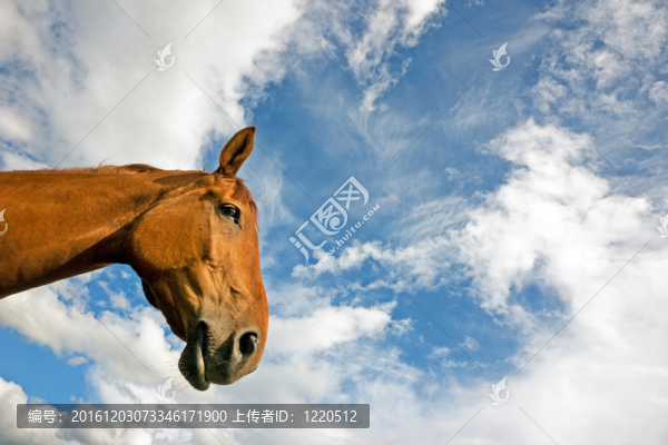 棕色馬頭