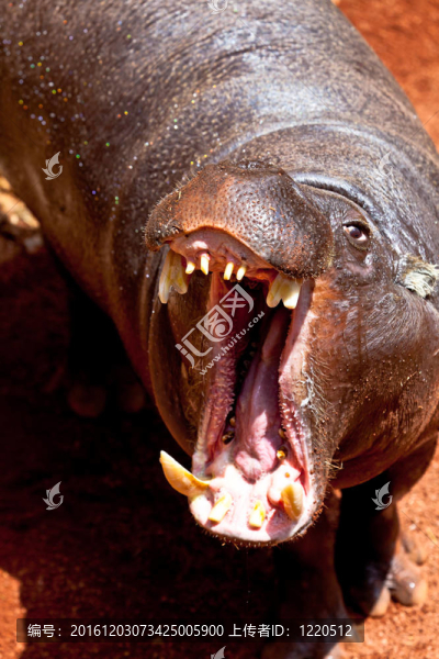 河馬侏儒；Hexaprotodon,liberiensis