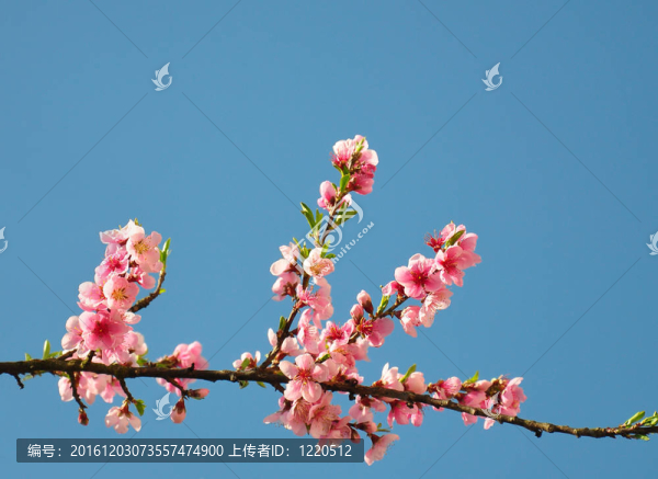 花桃（Prunus,persica）