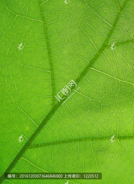 摘要綠色葉特寫紋理；自然的細(xì)節(jié)