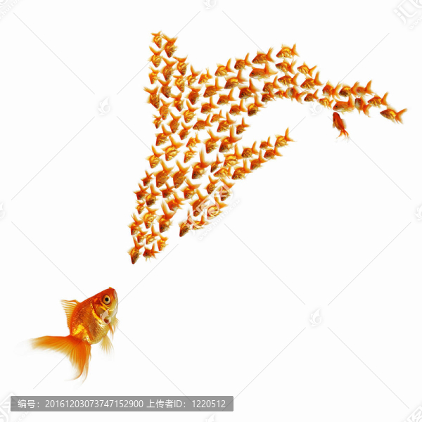 金色的魚在一起