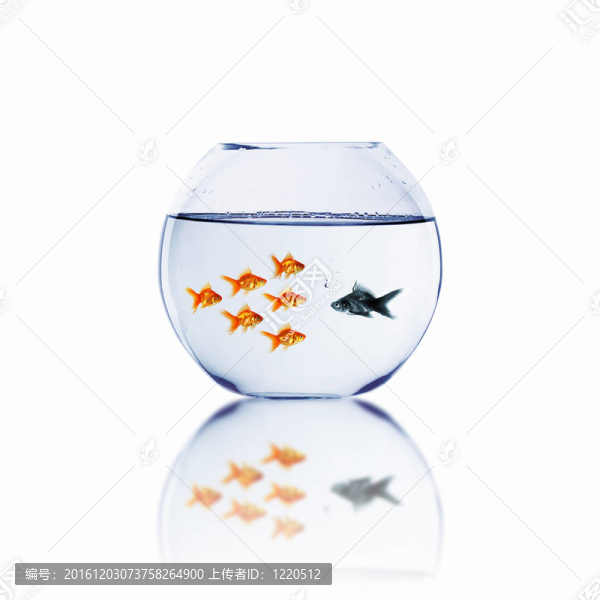 金色的魚在一起