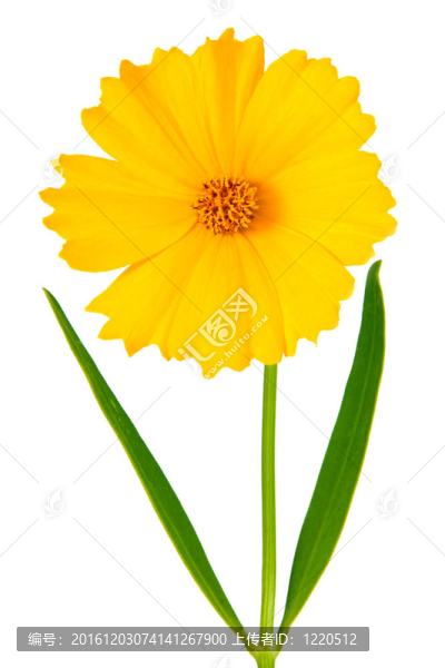 金雞菊的花-拉丁金雞菊ferulifolia；孤立在白色背景