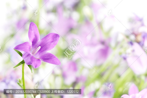風(fēng)鈴草