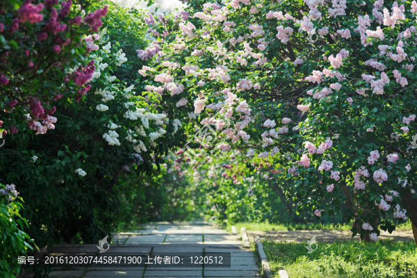 公園里有紫羅蘭色和白色的丁香花叢