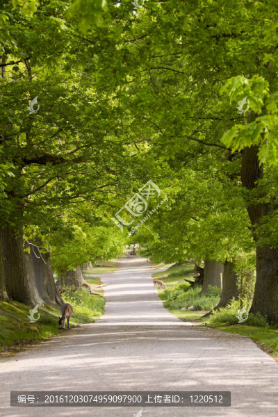 在英國Knole公園的鹿