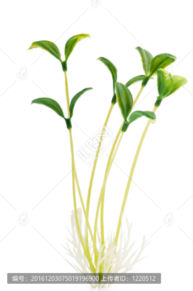 自然觀--白色的幼苗