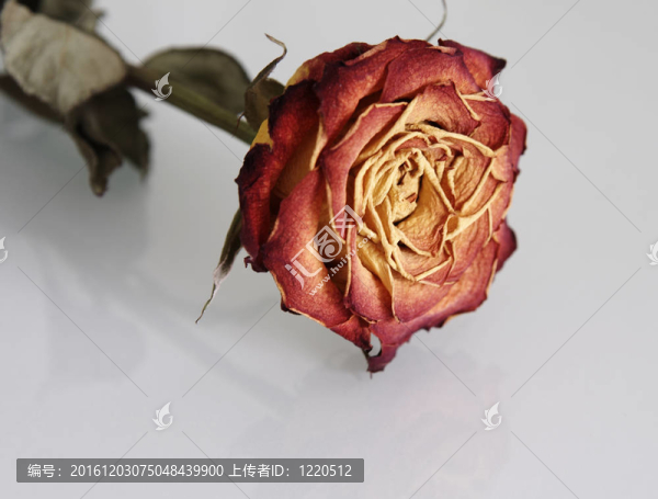 近距離褪色的玫瑰與反射