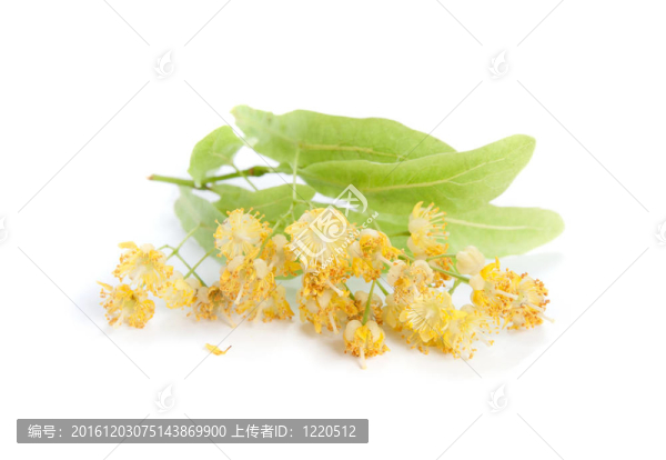 菩提樹花