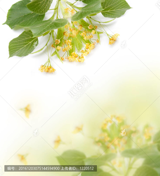 菩提樹下