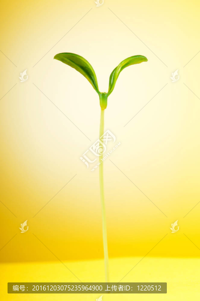 自然觀--白色的幼苗