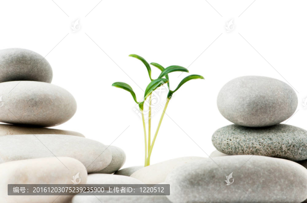 卵石與幼苗-另類醫(yī)學(xué)概念