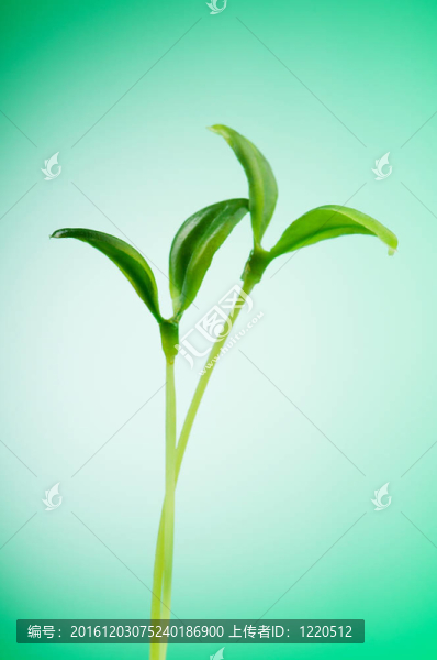 綠色苗木闡釋新生活理念
