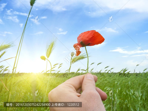 罌粟花