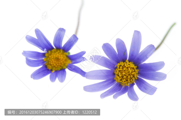 藍(lán)費(fèi)利西亞