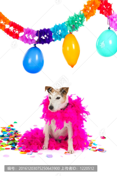 生日的狗