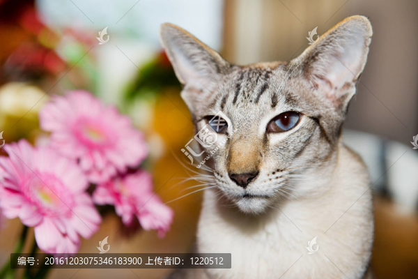 暹羅貓
