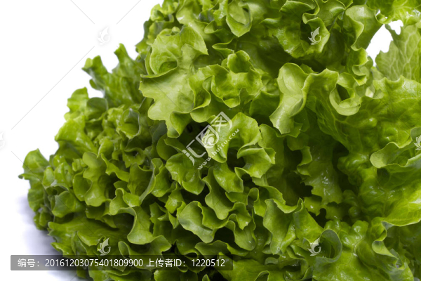 生菜
