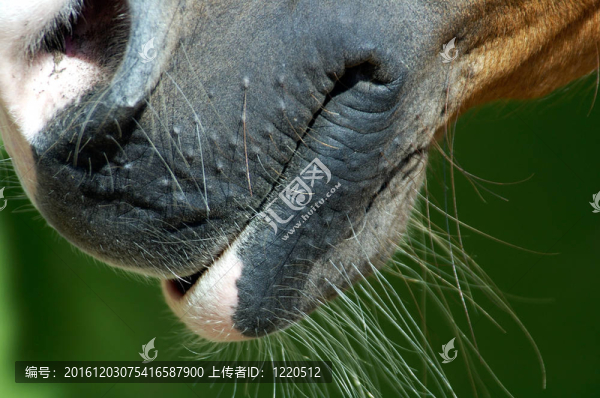 動物