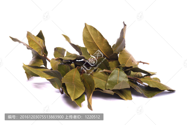 干月桂月桂