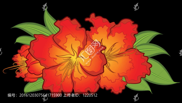 Flowers在黑色背景