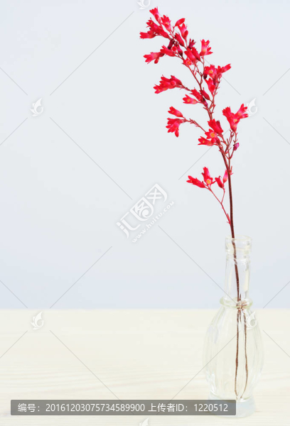 礬根