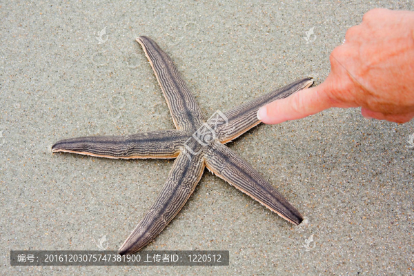 指著一只海星